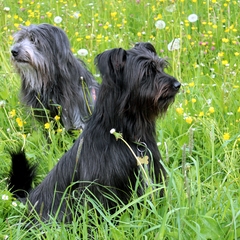 Im Mai im Allgäu (3)